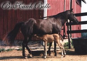 B-Hawk Belle