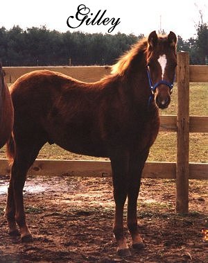 Gilley