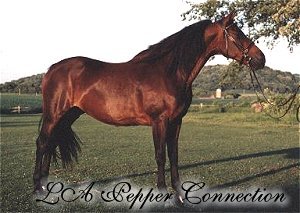 LA Pepper Connection