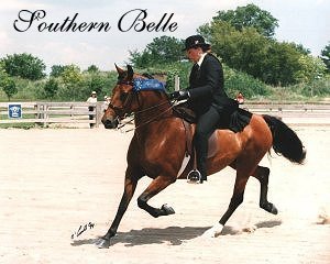 Souther Belle